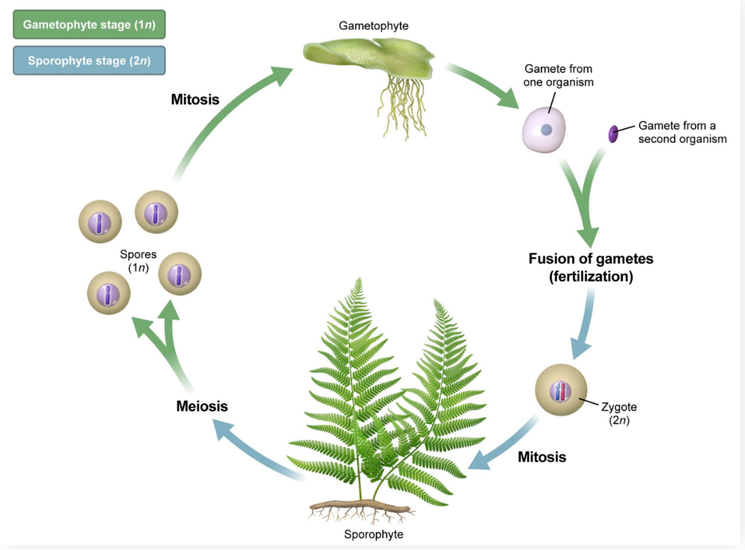 <p><strong>Sporophyte Stage</strong></p><p><strong>Diploid </strong>phase</p><ul><li><p>Cells have two sets of chromosomes</p></li></ul><p></p><ul><li><p>Diploid sporophytes can produce <strong>haploid spores </strong>via <strong>meiosis</strong></p></li><li><p>Haploid spores eventually produce a <strong>haploid gametophyte </strong>via <strong>mitosis</strong></p></li></ul><p></p>