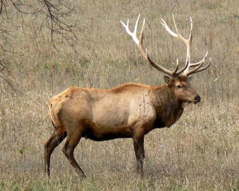 <p>Common Name: Elk</p><p>*Must know skull</p>