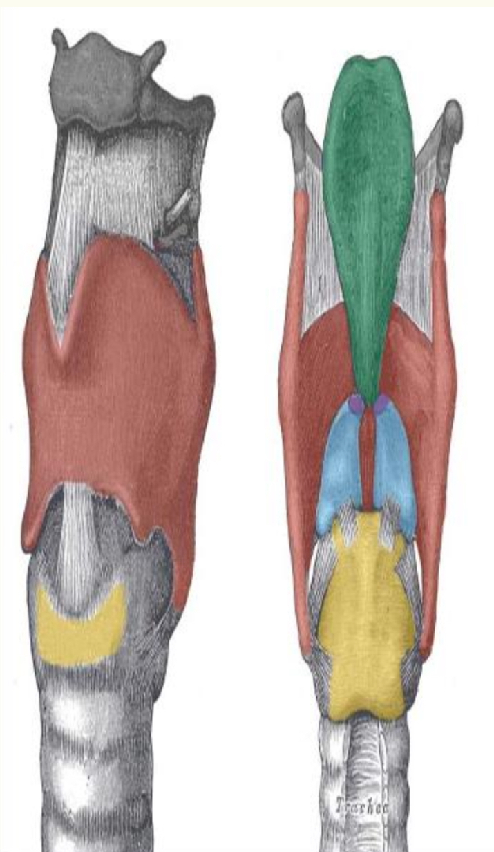 <p>Name the purple part </p>