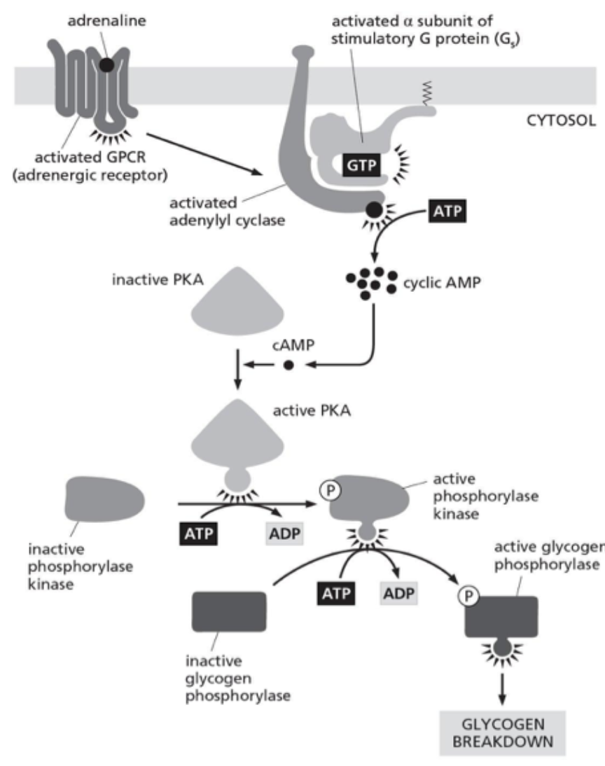 <p><span><strong>Adrenaline stimulates glycogen breakdown in skeletal muscle cells by ultimately activating glycogen phosphorylase, the enzyme that breaks down glycogen, as depicted in Figure 16-3. Which of the following statements is FALSE? A constitutively active mutant form of PKA in skeletal muscle cells would</strong></span></p><p><br></p>