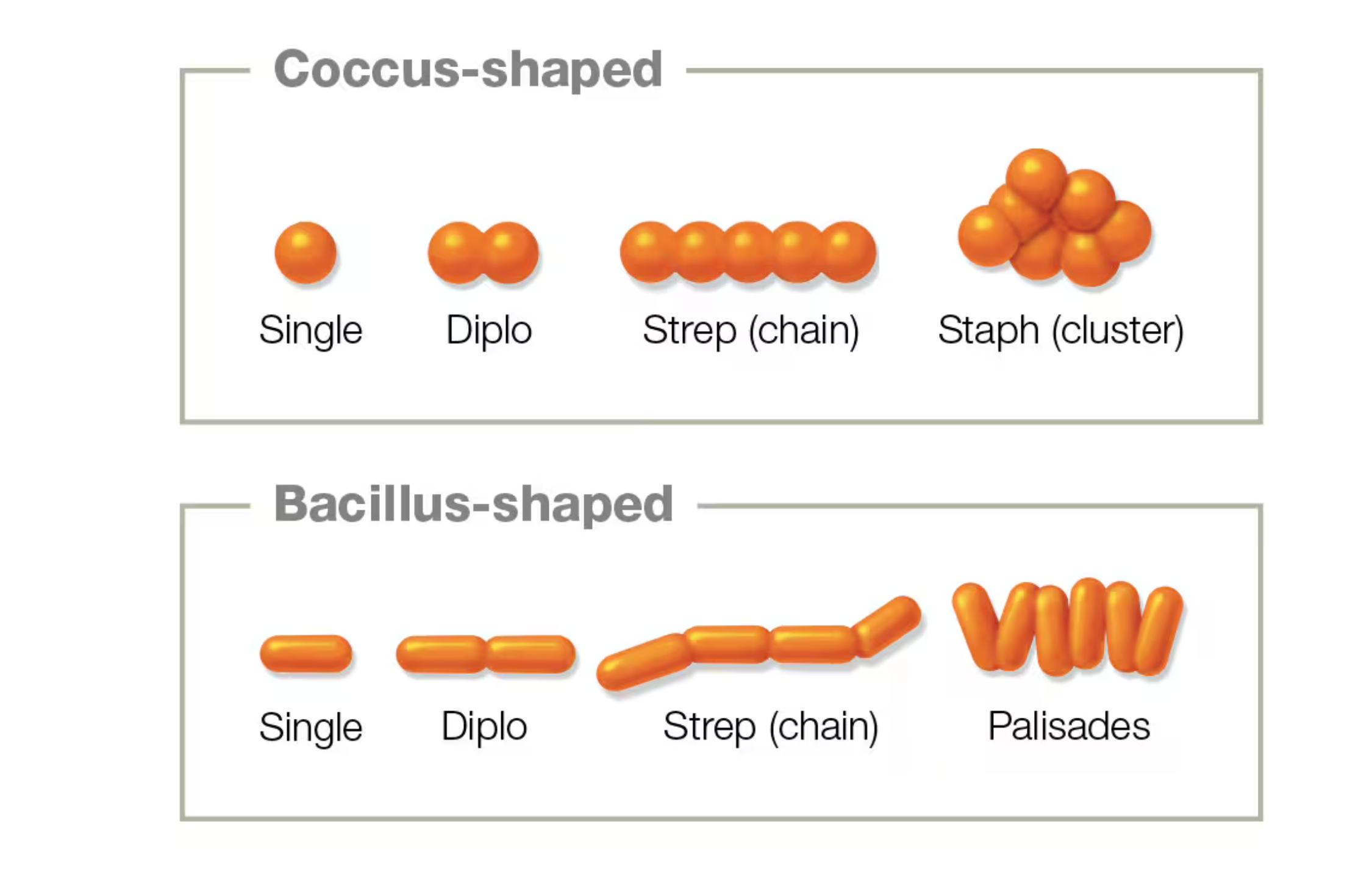 <ul><li><p>Diplo → Paired</p></li><li><p>Strep→ Chain</p></li><li><p>Staph → Cluster</p></li><li><p>Palisade→ Clusters of cells (e.g., found in bacilli)</p></li></ul><p>E.g. Diplococci → Two cocci-shaped bacteria together</p><p>E.g. Staphcocci → Cluster of cocci</p><p>E.g., Streptococci → Chain of cocci</p>