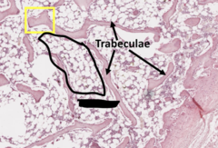<p>small spaces within the honeycomb-like structure of spongy bone, mainly containing red marrow in both adults and children for blood cell</p>