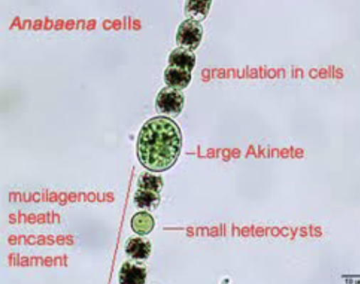 <p>merismopedia and Anabaena</p>