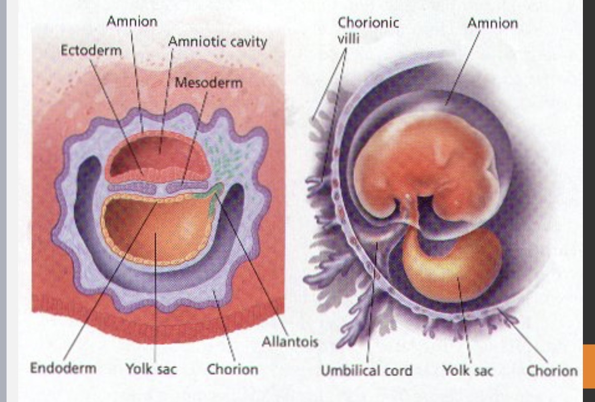 <p>forms <strong>fluid filled sac</strong> (amniotic cavity) → <strong>insulation</strong> and <strong>protection</strong> against dehydration, impact, infection, temp. changes, etc.</p>