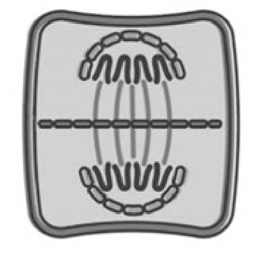 <ul><li><p>sister chromatids reach opposite poles</p></li><li><p>uncoil and form chromatin</p></li><li><p>spindle fibres disintegrate </p></li><li><p>nuclear membranes form + nucleoli reappear </p></li></ul><p></p>