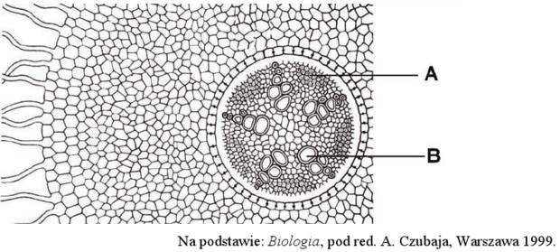 <p>fragment budowy anatomicznej korzenia - podaj nazwy oraz funkcje tkanek na schemacie</p>