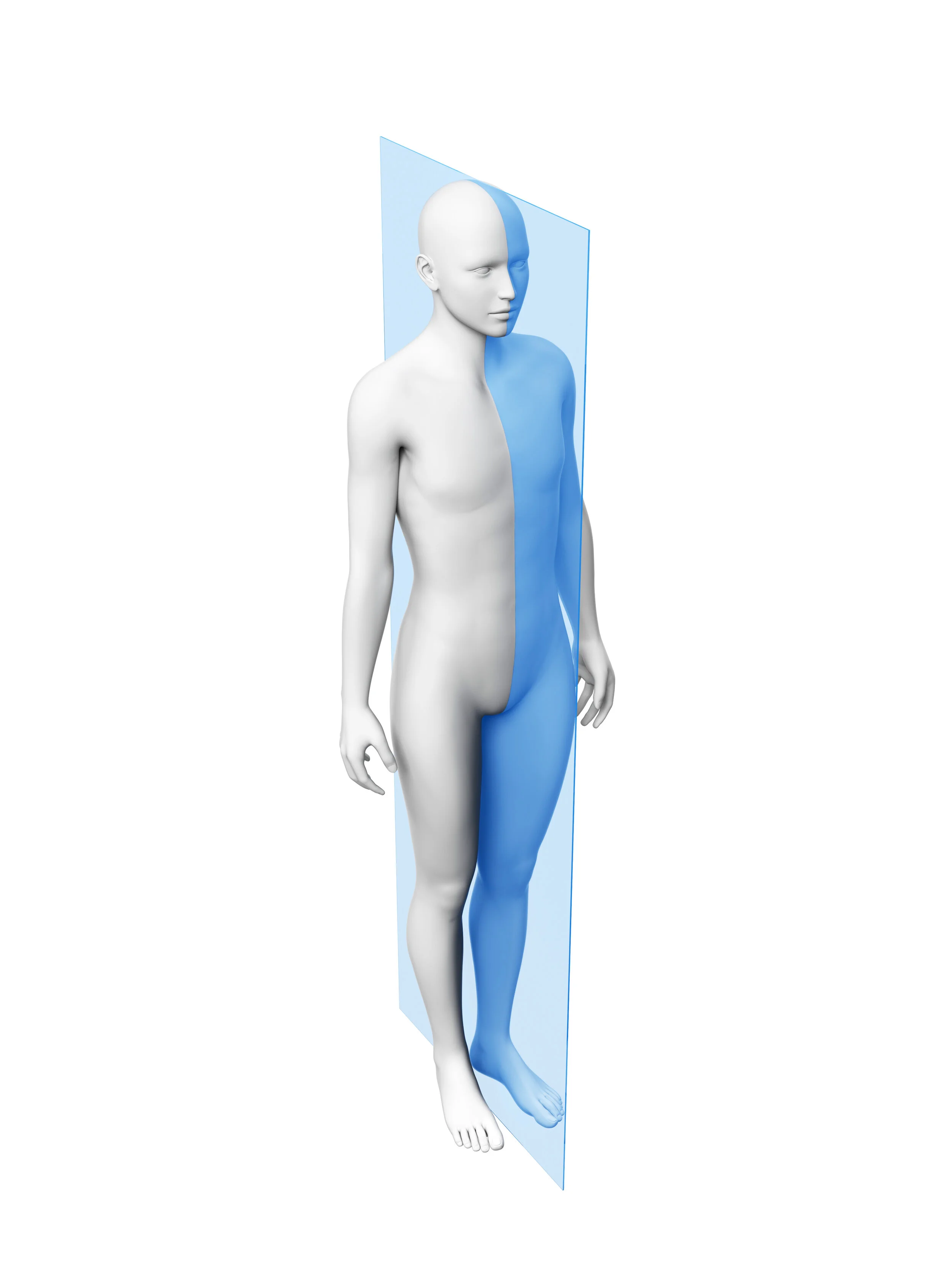 <p>Divide the body left/right </p>