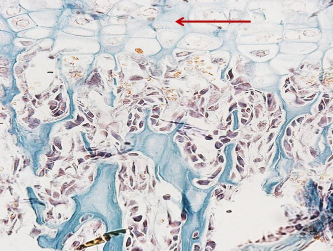 <p>Cấu trúc gì ?</p>