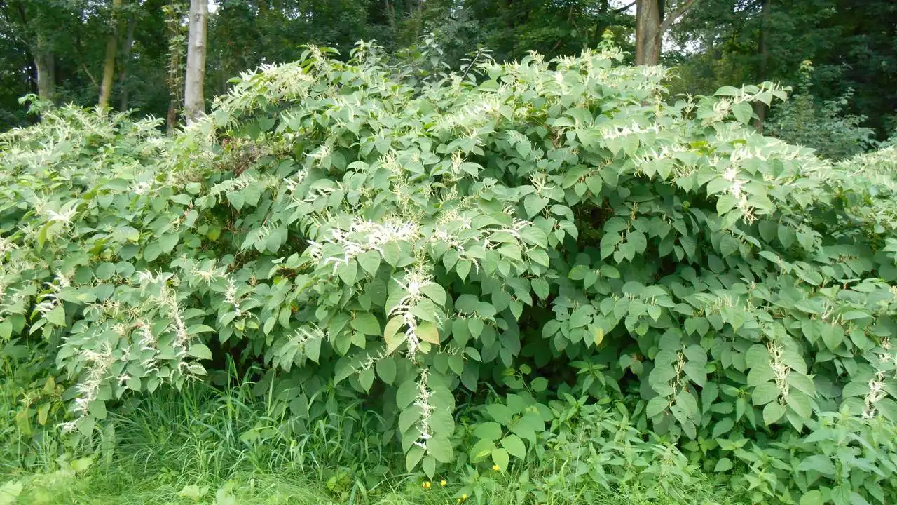 <ul><li><p>invasiver Neophyt</p></li><li><p>schnellwüchsig, wuchernd</p></li><li><p>ausdauernde (halb)krautige Pflanze</p></li><li><p>invasive Ausbreitung über Rhizome</p></li><li><p>3-4 m Wuchshöhe</p></li><li><p>10-30 cm Wuchs pro Tag</p></li><li><p>hohle, bambusartige Stängel</p></li><li><p>verursacht kompletten Schatten → selbst Graswuchs stirbt ab</p></li><li><p>kann man Tröten draus machen, weil Stängel hohl sind</p></li><li><p>hochpotent (starke Verbreitung)</p></li></ul><p></p>