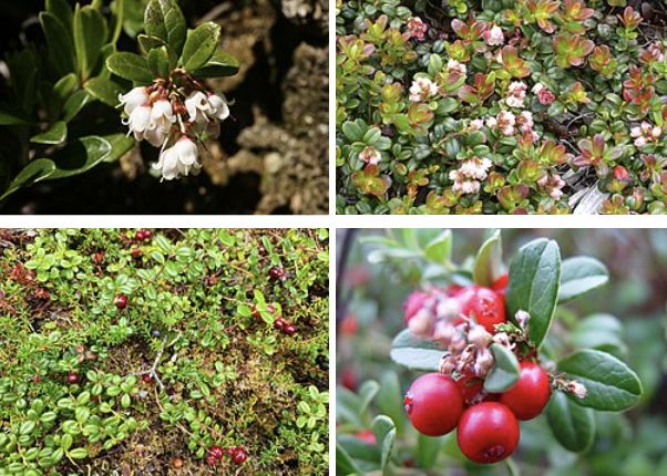 <ul><li><p>Low evergreen shrub</p></li><li><p>Thick shiny oval leaves</p></li><li><p>White-pink bell flowers in spring</p></li><li><p>Bright red berries in late summer/fall</p></li><li><p>Dry tundra & conifer forests</p></li><li><p>Often confused with bog cranberry</p></li></ul><p></p>