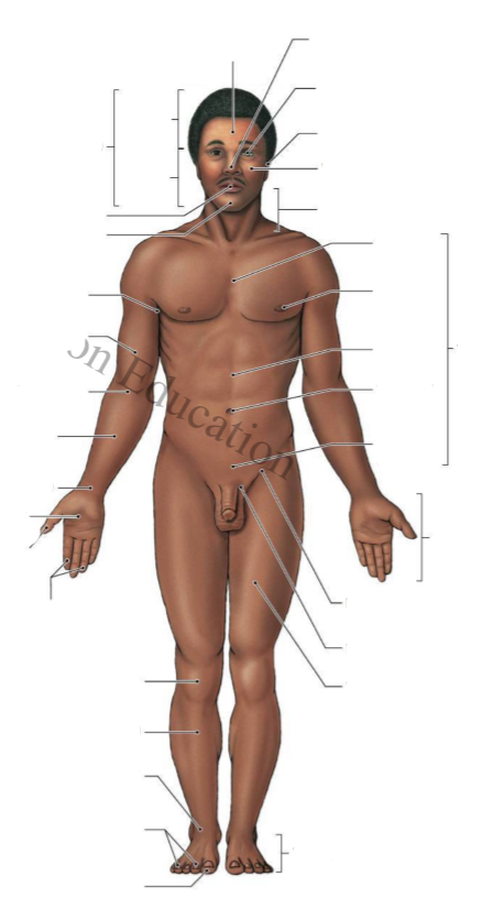 <p>toward/at front</p>