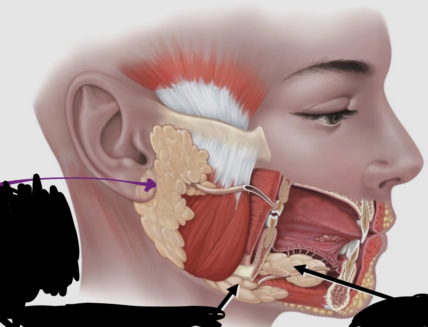 <p>Salivary Glands - label the Diagram</p>