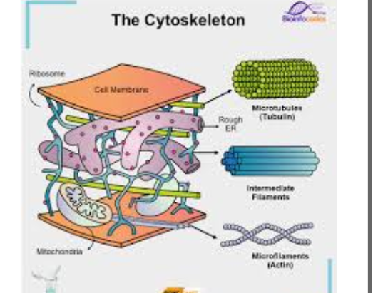 <p><span style="background-color: transparent;">The cytoskeleton is like the cell's internal scaffolding, giving it shape and allowing it to move.</span></p>