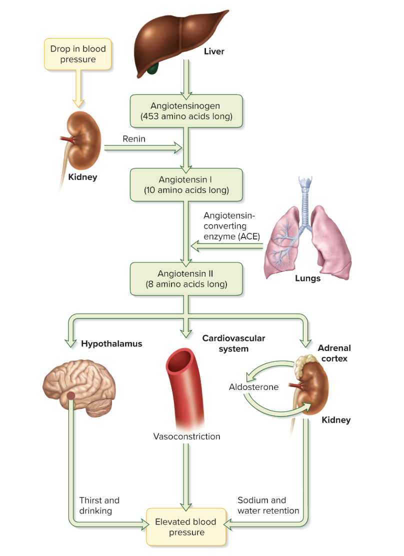 <ul><li><p>Liver gives us angiotensinogen</p></li><li><p>when kidney senses drop in blood pressure it tells renin to chop up angiotensinogen to get angiotensin I</p></li><li><p>angiotensin I lowkey just angiotensin II before glam</p></li><li><p>it goes to the dressing rooms in the lungs and kidneys, gets even more snatched using ACE, and steps outside:</p><ul><li><p>angiotensin II hits the hypothalamus and suddenly everyone is thirsty and drinking  </p></li><li><p>in the cardiovascular system angiotensin II makes everyone feel like they have to suck in, causing vasoconstriction</p></li><li><p>when it goes to the adrenal cortex it tells aldosterone to pop out and suddenly all the sodium and water don’t wanna leave </p></li></ul></li><li><p>angiotensin II told everyone to step it up, increasing blood pressure all over the body </p></li></ul><p></p>