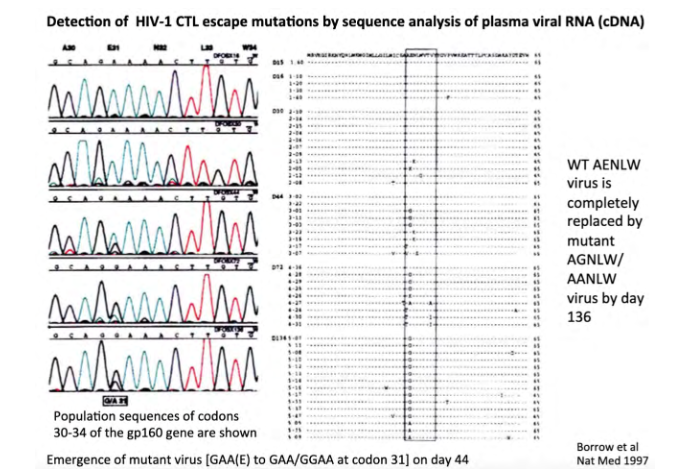 <p>its showing the changes over time of the genome</p><p>- virus population changes, so T cell response no longer recognises this infection</p>