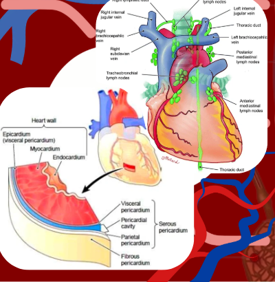 <ol><li><p>pericardium</p></li><li><p>endocardium</p></li><li><p>myocardium</p></li><li><p>arteries</p></li><li><p>veins</p></li><li><p>lymphatic vessels</p></li></ol><p></p>