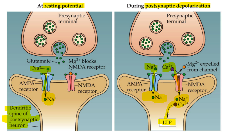 <ul><li><p>blocked by Mg2+ ion, unless post- membrane dep-</p></li><li><p>is Ca2+ (and Na+ and K+) permeable</p></li></ul><p>_</p><p>CANNOT cause LTP w/o post- Ca2+ influx (aka NMDARs need <u>Ca2+ influx</u> in order to induce LTP</p><div data-type="horizontalRule"><hr></div><p>(picture shows that the post- neuron is affected specifically at its dendritic spines)</p>