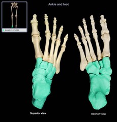 <p>Ankle</p>