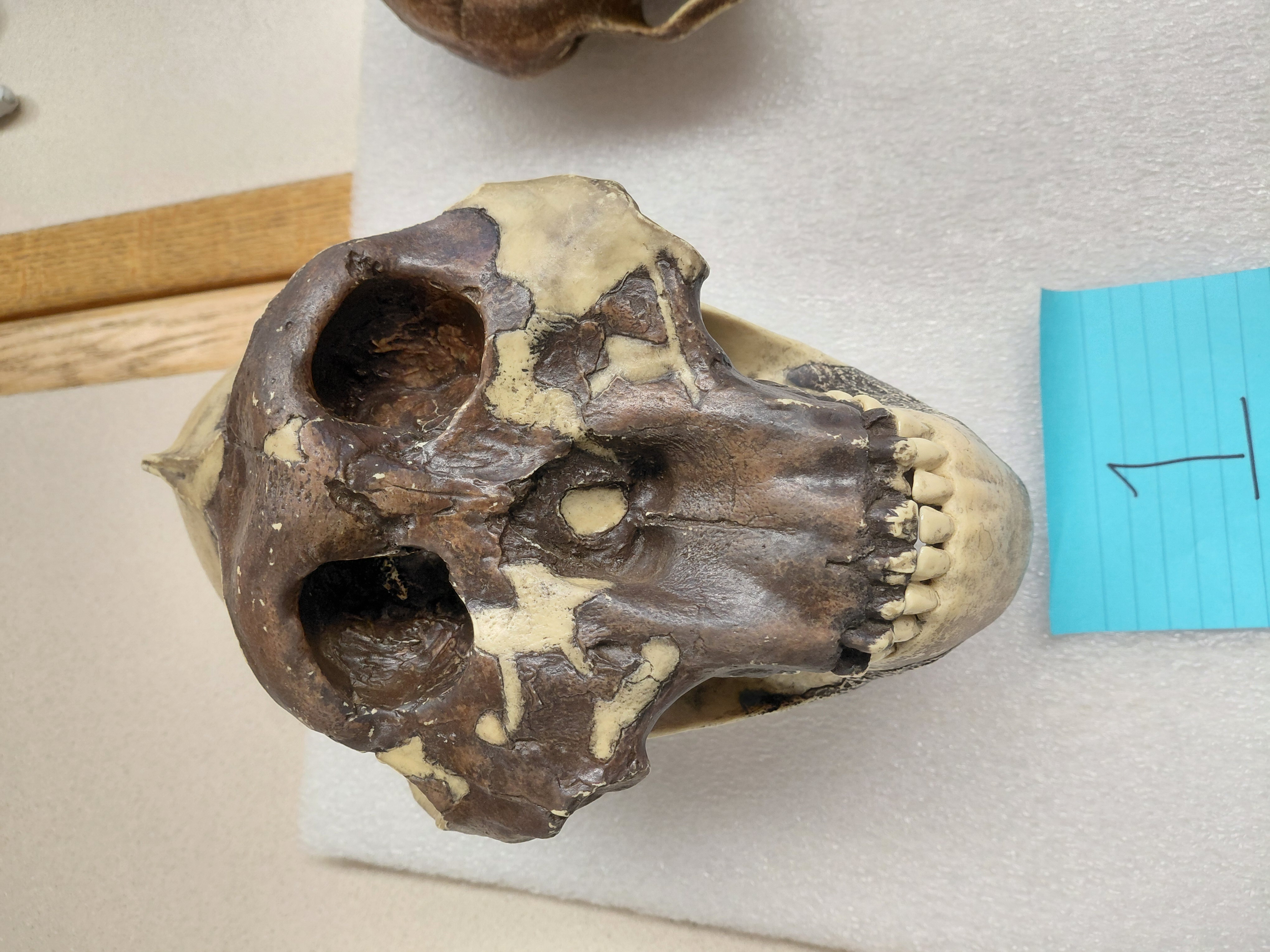 <p>What genus does this specimen belong to? How do you know?</p>