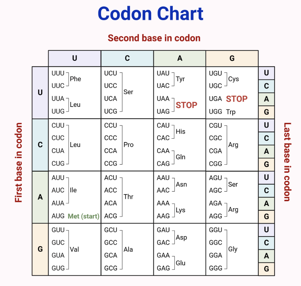 <p>Given the mRNA sequence:</p><p>5’–CCGAUGGCUACCUAAUGG–3’</p><p>What is the correct polypeptide?</p>