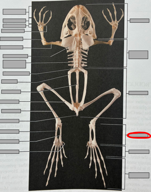 <p>What part of the organism is this?</p>