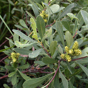 <p>Sweet gale (Wasawasnimike)</p>