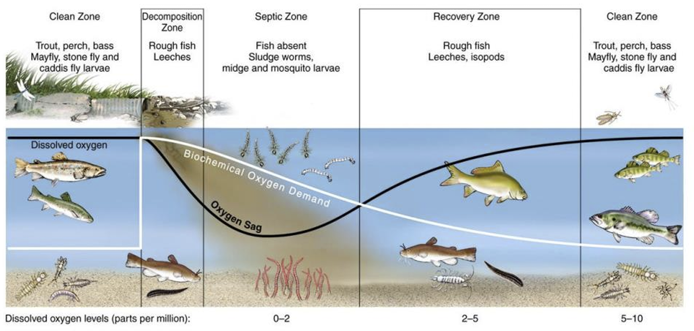 <p>Dissolved oxygen concentrations decline as oxygen demanding pollutants are oxidized, then recover and the stream returns to a healthy condition</p>
