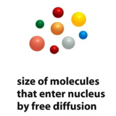 <p>what size do the molecules have to be in order to enter the nucleus by free diffusion to enter through the nucleoporins?</p>