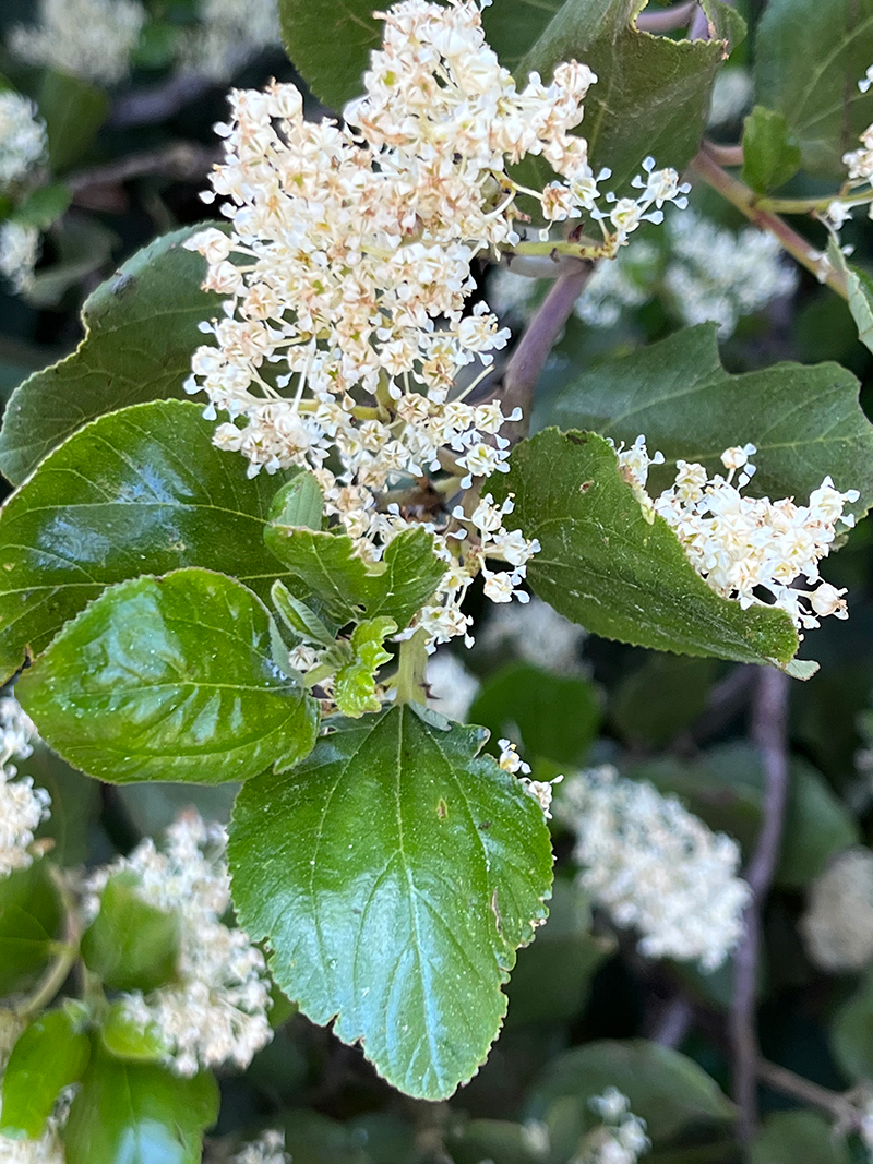 <p>oval shaped glossy leaves, dense pyramidal clusters of little white blossoms </p>