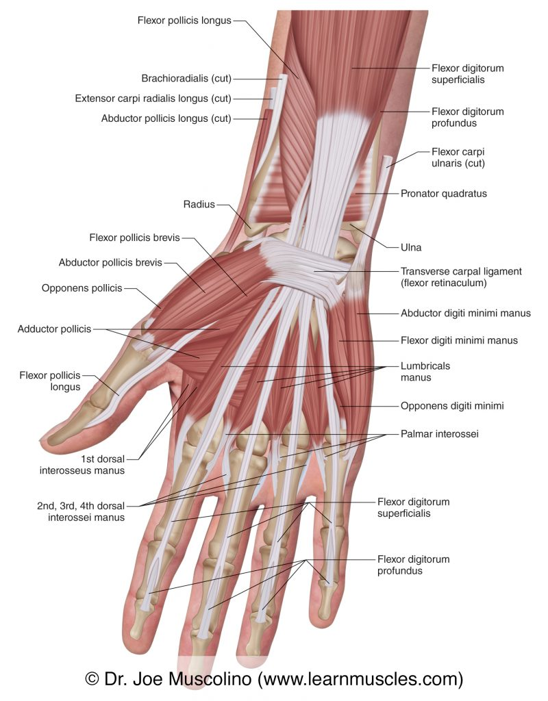 <p>abductor digiti minimi</p>