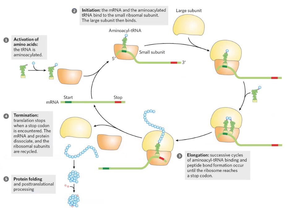 <ol><li><p>Activation of AA: tRNA is aminoacylated</p></li><li><p>Initiation: mRNA and charged tRNA binds to small ribosomal subunit; Large subunit then binds</p></li><li><p>Elongation: Cycles of aminoacyl-tRNA binding and peptide bond formation occur until stop codon</p></li><li><p>Termination: Via stop codon; mRNA and protein dissociates, ribosomal subunits are recycled</p></li><li><p>Protein folding and posttranslational processing</p></li></ol><p></p>