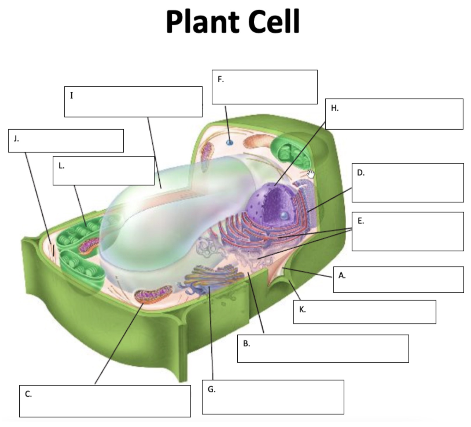 <p>Which plant cell organelle is D?</p>