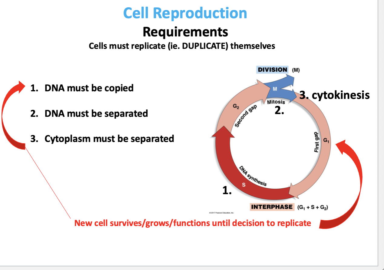 <ul><li><p>1 cell to 2 cells, 2 copies of DNA needed</p></li><li><p>Each daughter cell requires a complete copy of DNA for survival.</p></li></ul><p></p>
