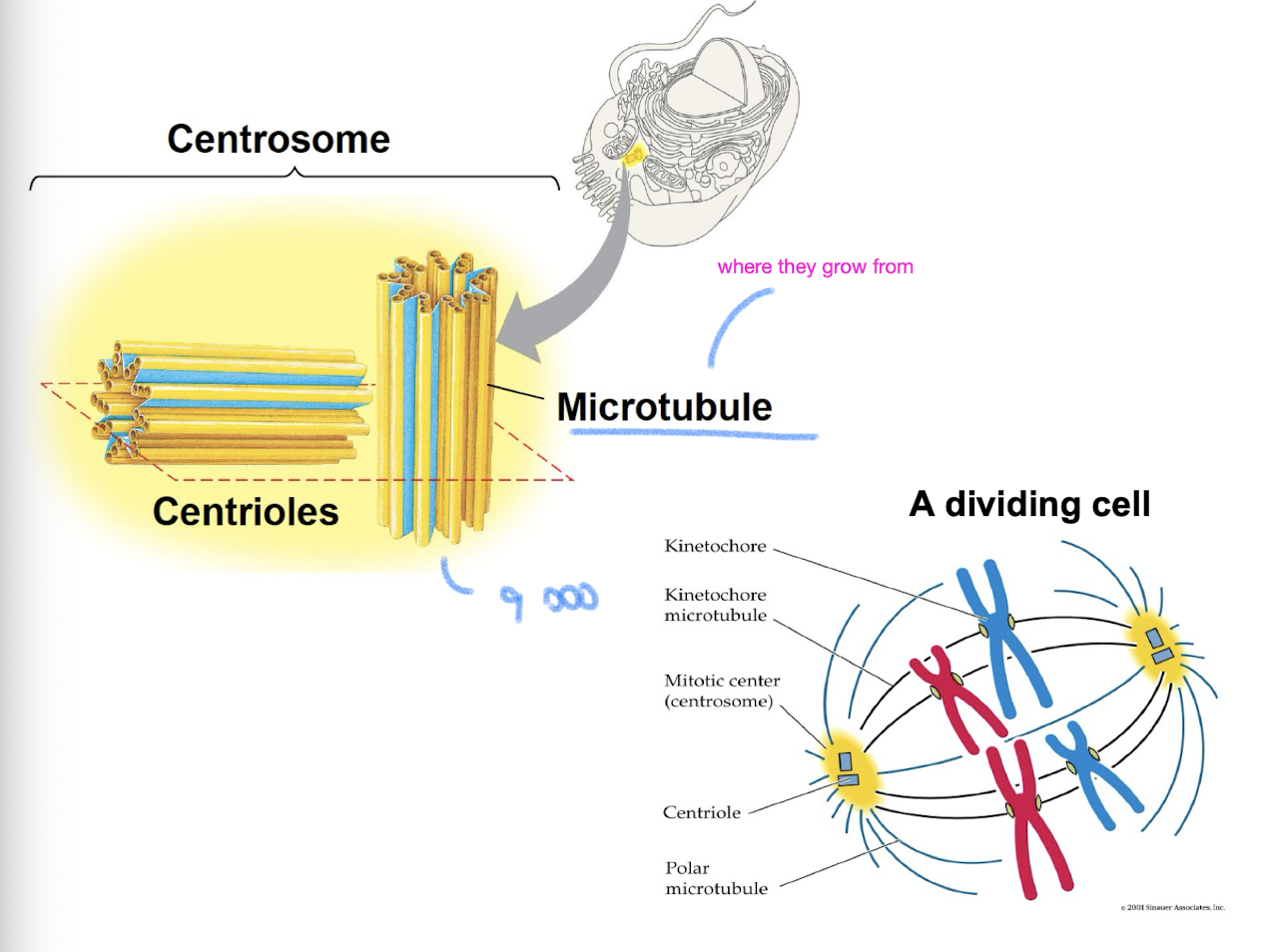<ul><li><p>in animal cells, microtubules grow out from a centrosome near the nucleus</p></li><li><p>the centrosome is the “microtubule organizing center”</p></li><li><p>centrosome has a pair of <strong>centrioles</strong> each with 9 triplets of microtubules arranged in a ring</p></li></ul><p></p>