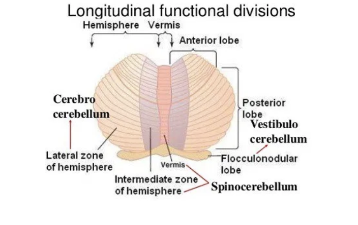 <p>spinocerebellum, vestibulocerebellum, cerebrocerebellum </p>
