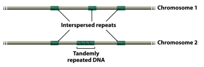 <ul><li><p><strong>Interspersed repeats:</strong> repeticiones intercaladas → most repetitive sequences are interpersed repeats</p></li><li><p><strong>Tandemly repeated DNA</strong>: repeticiones seguidas, pequeños grupos donde no hay otras secuencias entre medio</p></li></ul><p></p>