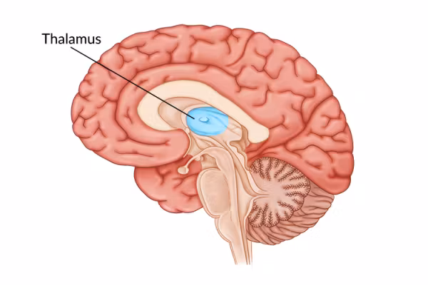 <p><span>What is the main function of the thalamus?</span></p>
