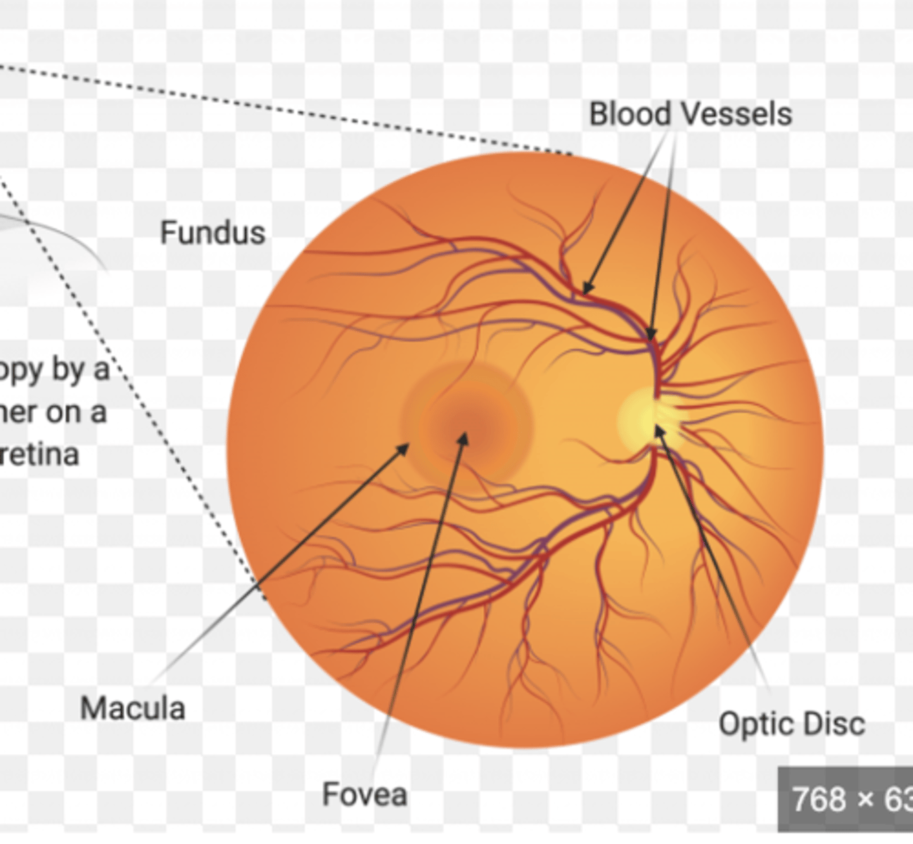 <p>What is the fundus of the eyeball?</p>