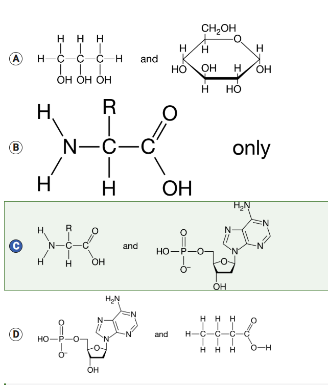 <p>C) amino acid and nucleotide</p><p>saw dust only provides cellulose (CHO). No phosphorus or nitrogen nutrients, causing amino acids (CHONS) and nucleotides (CHONP) to have reduced production</p>