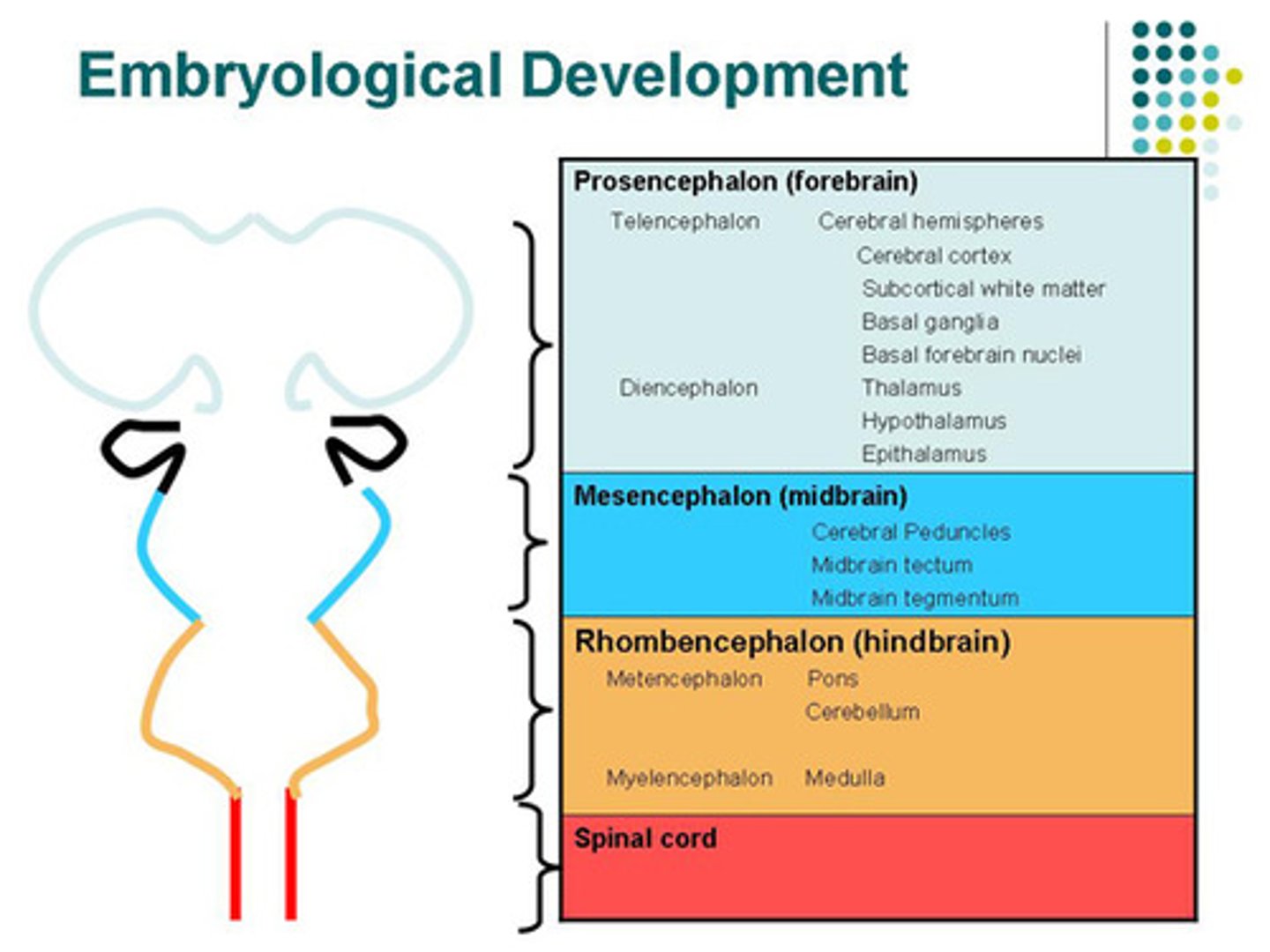 <p>(A) Forebrain --> (2) Prosencephalon</p><p>(B) Midbrain --> (1) Mesencephalon</p><p>(C) Hindbrain --> (3) Rhombencephalon</p>