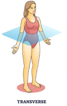 <p>divides the body into superior (top) and inferior (bottom) sections</p>