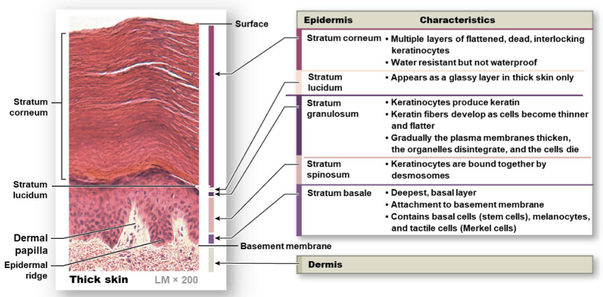 <p>(From basement membrane to free surface) Basale→ spinosum→granulosum→ lucidum→ corneum</p>