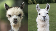 <p>Which one is the llamas versus alpaca?</p>