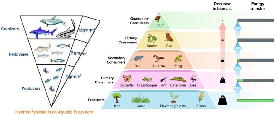 <ul><li><p>energy is lost as it flows through the system</p></li><li><p>biomass usually decreases at each trophic level (only about ~10% is transferred, ~90% is lost)</p></li></ul><p></p>