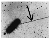 <p><span>The structure indicated by the arrow is most important for</span></p>