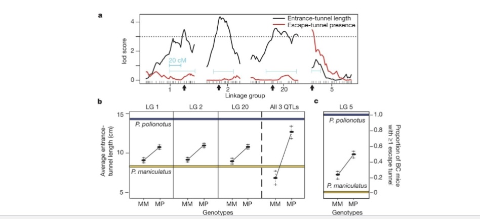 <p>a. 3 QTLs associated with entrance length and 1 QTL associated with escape tunnel presence crossed the significance threshold</p><p>b. each QTL (linkage group=LG) contributes to about 3cm of length for the entrance tunnel. BC mice with the Pol allele for escape tunnels were 30% more likely to make one</p>