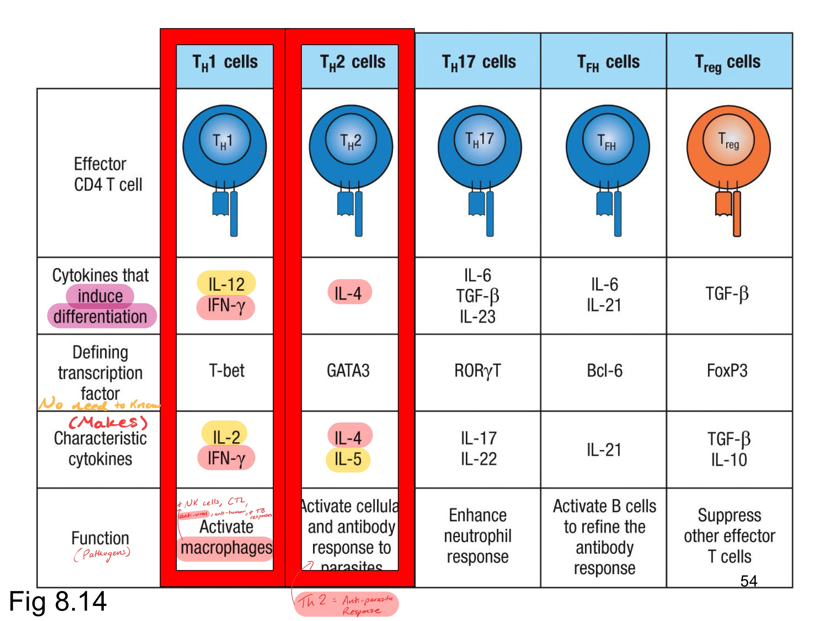 <p><strong><u>Obj. 4</u></strong></p><p>List the different types of T helper cells.</p>