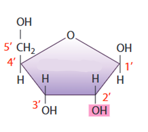 <p>A five carbon sugar that is located in <strong>RNA</strong> and is apart of a nucleotide</p>
