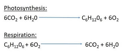 <ul><li><p>opposite reactions</p></li><li><p>photosynthesis - energy is required (through sunlight, light energy)</p></li><li><p>cellular respiration - energy is produced</p></li></ul><p></p>