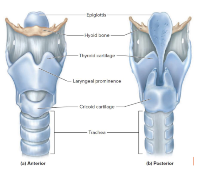 <p>It is where the tongue is located </p>